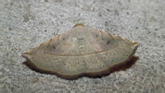 Eublemma brachygonia