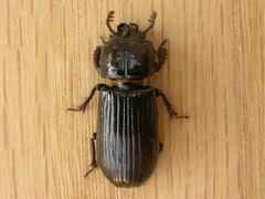Aulacocyclus edentulus