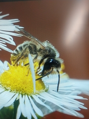 Andrena