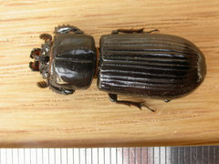 Aulacocyclus edentulus