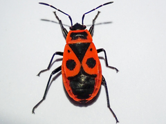 Pyrrhocoris apterus