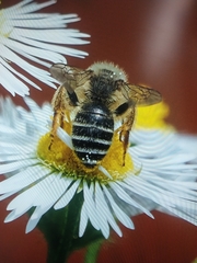 Andrena