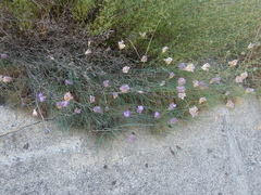 Dianthus brutius