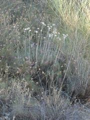 Ptilostemon gnaphaloides
