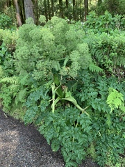 Angelica lignescens