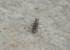 Cicindela calligramma