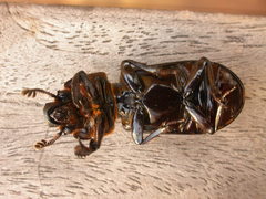 Aulacocyclus edentulus