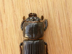 Aulacocyclus edentulus