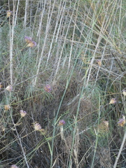 Ptilostemon gnaphaloides