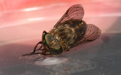 Tabanus bromius