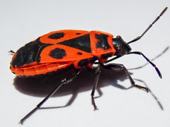 Pyrrhocoris apterus