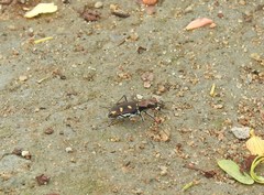 Cicindela calligramma
