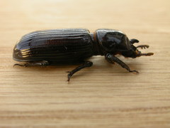 Aulacocyclus edentulus