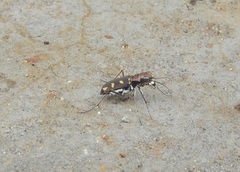 Cicindela calligramma