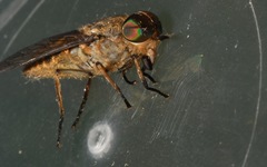Tabanus bromius