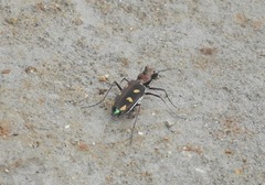 Cicindela calligramma