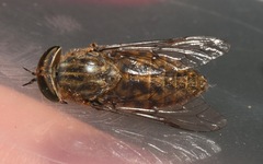 Tabanus bromius