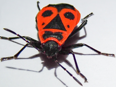 Pyrrhocoris apterus