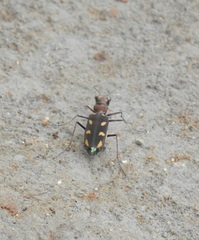 Cicindela calligramma