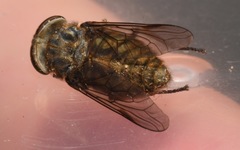 Tabanus bromius