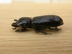 Aulacocyclus edentulus