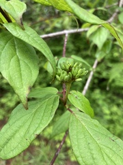 Cornus excelsa