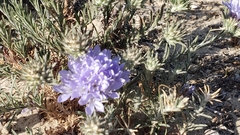 Eriastrum densifolium ssp. densifolium