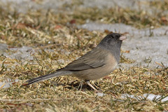 Junco hyemalis mearnsi