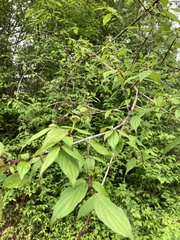 Cornus excelsa