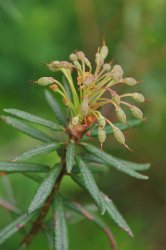 marsh Labrador tea