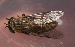 Tabanus bromius