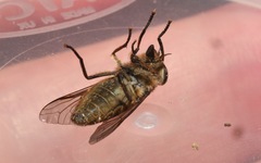 Tabanus bromius
