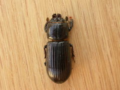 Aulacocyclus edentulus