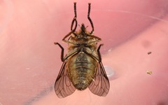 Tabanus bromius