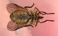 Tabanus bromius