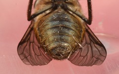 Tabanus bromius