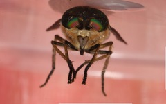 Tabanus bromius