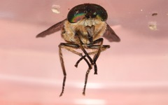 Tabanus bromius
