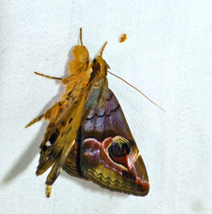 Ommatophora luminosa