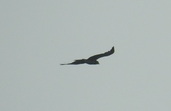 Circaetus gallicus