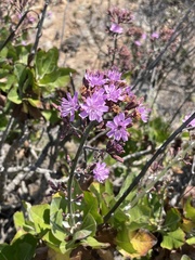 Munzothamnus blairii