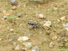 Cicindela calligramma