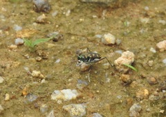 Cicindela calligramma