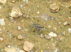Cicindela calligramma