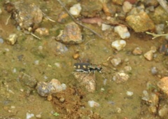Cicindela calligramma