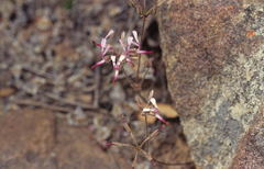 Pelargonium ternifolium