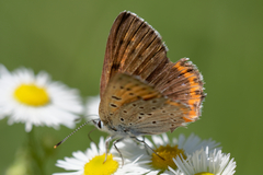 Lycaena alciphron