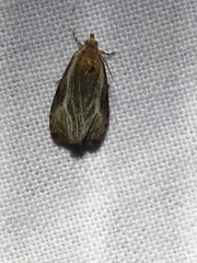Olethreutes quadrifidum