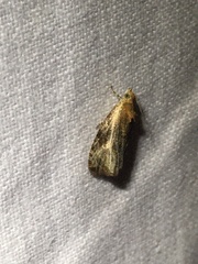 Olethreutes quadrifidum