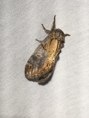Notodonta scitipennis